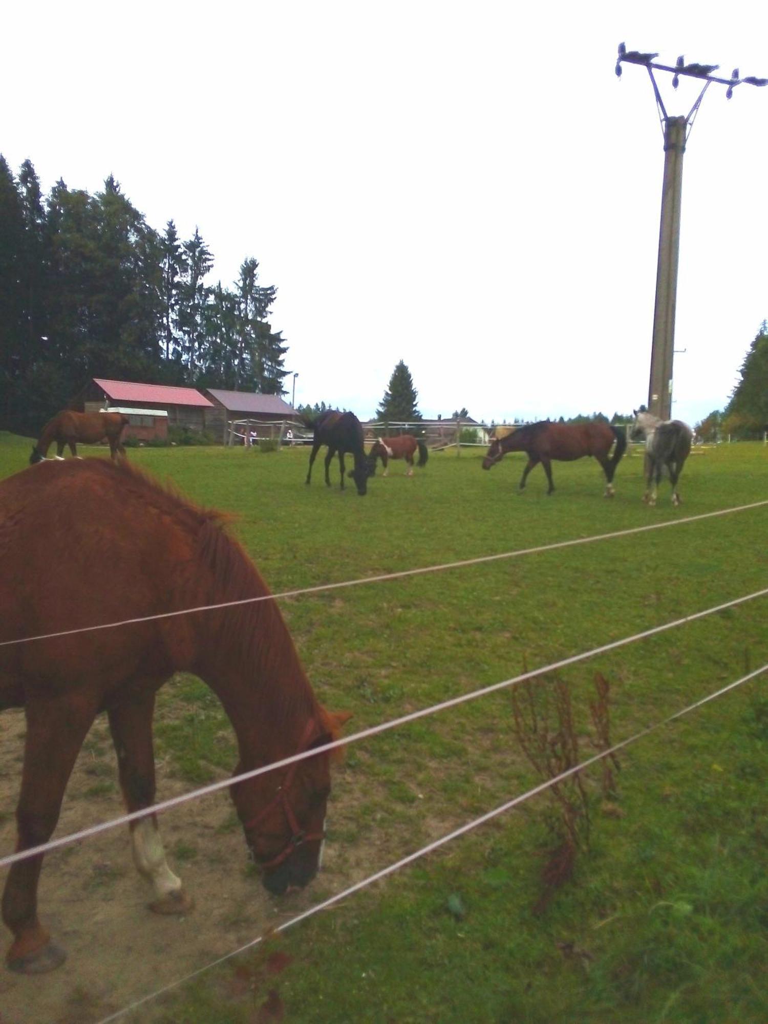 Apartman Leo Nr. 8 Lipno Nad Vltavou Buitenkant foto